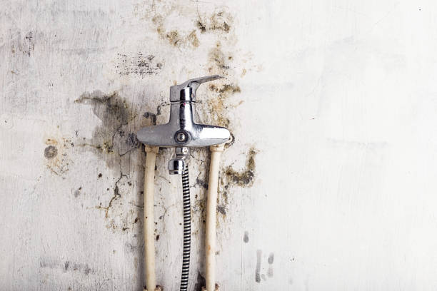 Professional Mold Removal in Louisa, VA