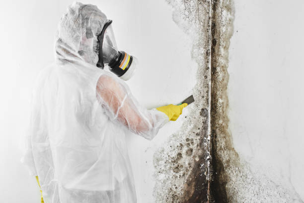 Best Mold Damage Repair  in Louisa, VA