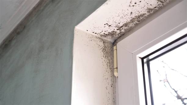 Best Mold Testing  in Louisa, VA