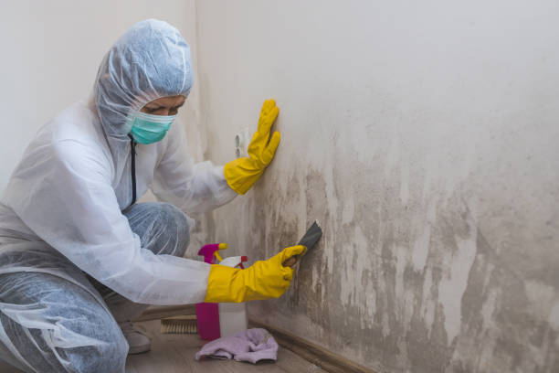 Trusted Louisa, VA Mold Removal Experts