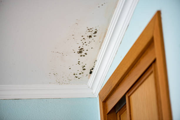 Certified Mold Removal in Louisa, VA