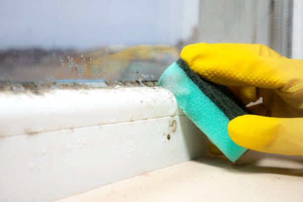 Best Mold Remediation  in Louisa, VA