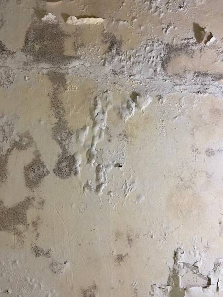 Best Mold Cleaning Services  in Louisa, VA