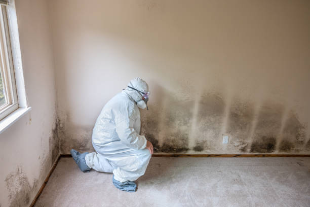 Best Mold Testing  in Louisa, VA