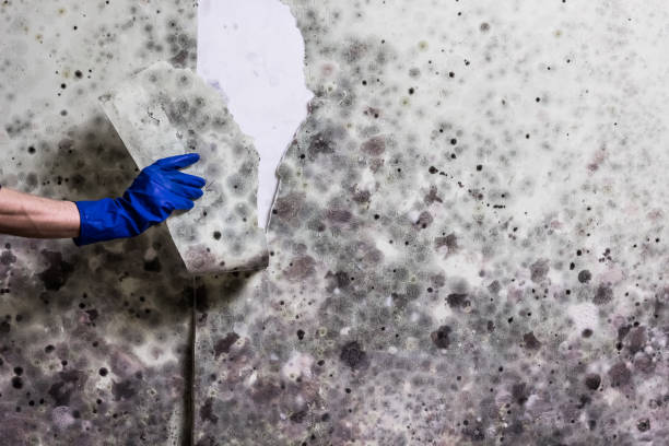 Best Black Mold Removal  in Louisa, VA