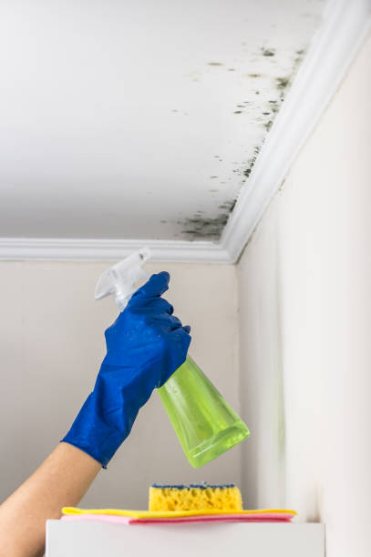 Mold Testing and Removal in Louisa, VA