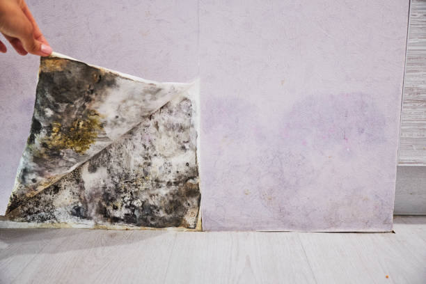 Best Black Mold Removal  in Louisa, VA